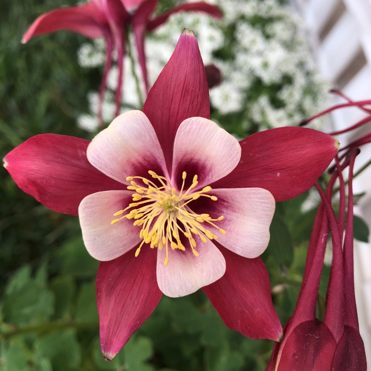 Plant image Aquilegia 'Red Hobbit'