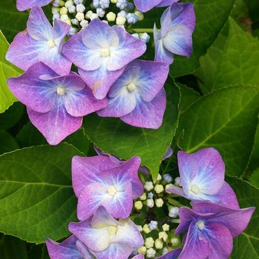 Hydrangea