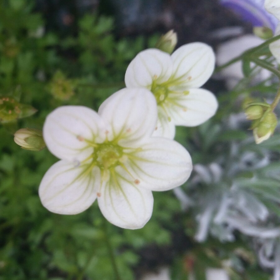 Plant image Saxifraga 'White Pixie'