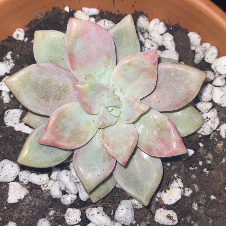 Plant image Graptoveria Tricolor