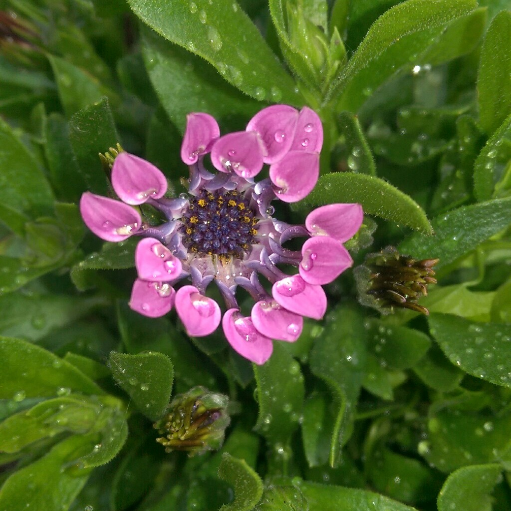 African Daisy