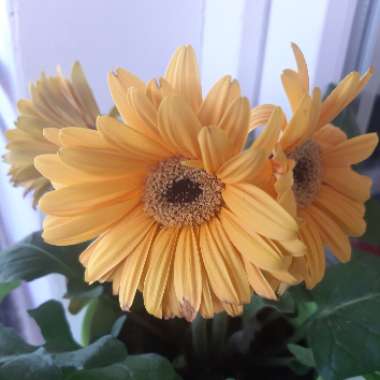 Gerbera Daisy Princeton