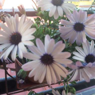 African daisy 'Akila White Purple Eye '