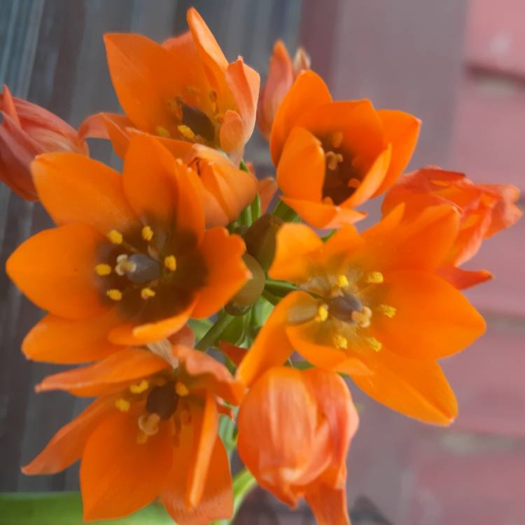 Plant image Ornithogalum 'African Breeze'