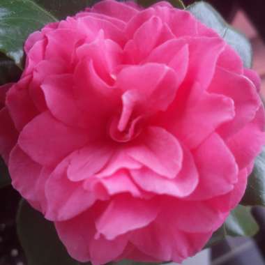 Camellia 'Pink'