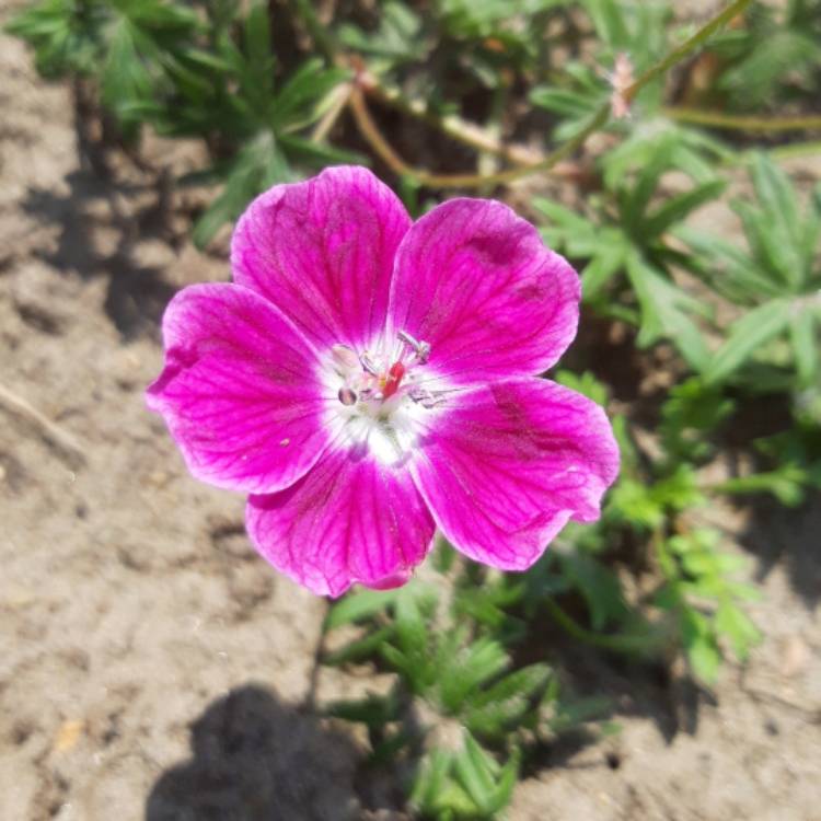 Plant image Geranium 'Elke'