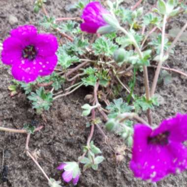 Geranium Giuseppii