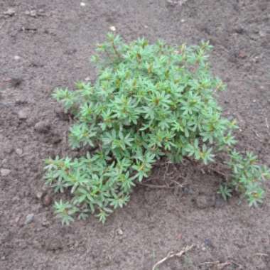 Shrubby cinquefoil  'Red Ace'