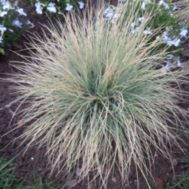 Blue Fescue