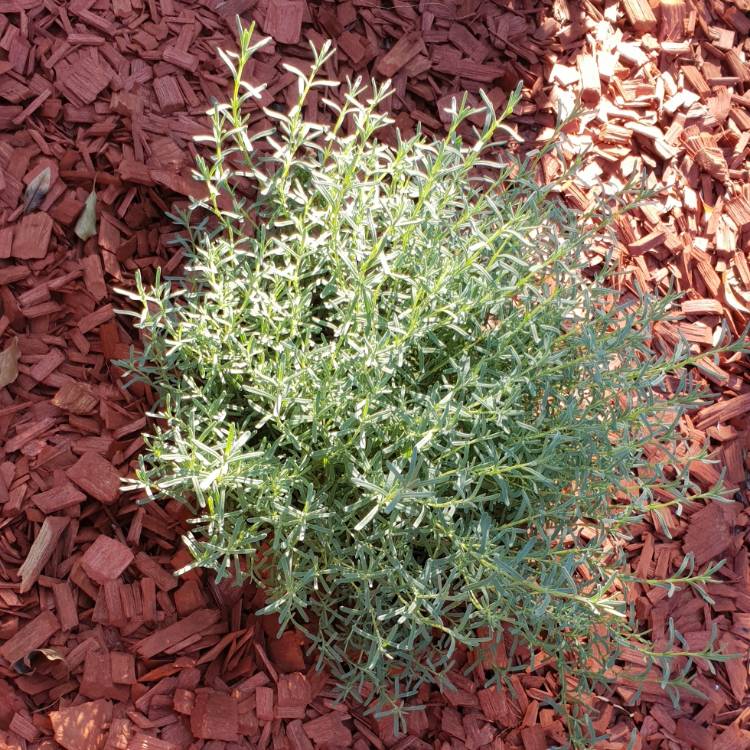 Plant image Lavandula pedunculata subsp. 'Lusitanica' syn. Lavandula sampaioana 'Lusitanica'