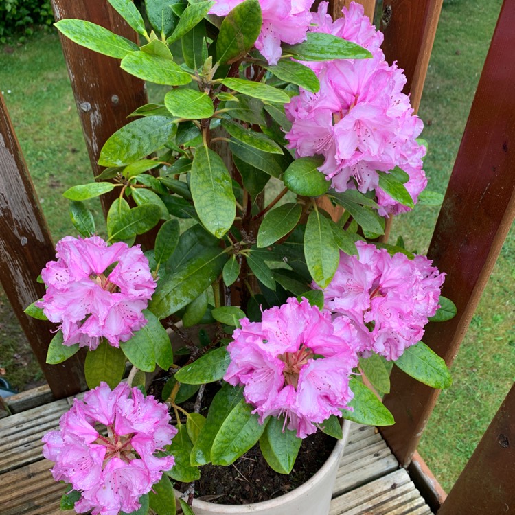 Plant image Rhododendron 'Ramapo'