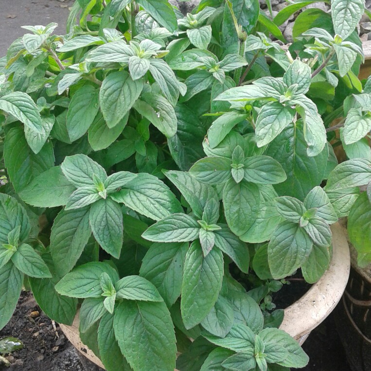 Plant image Mentha x gracilis 'Ginger'