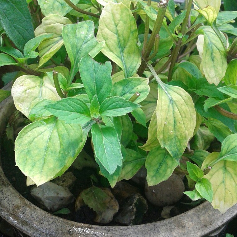 Plant image Mentha x piperita f. citrata 'Lemon'