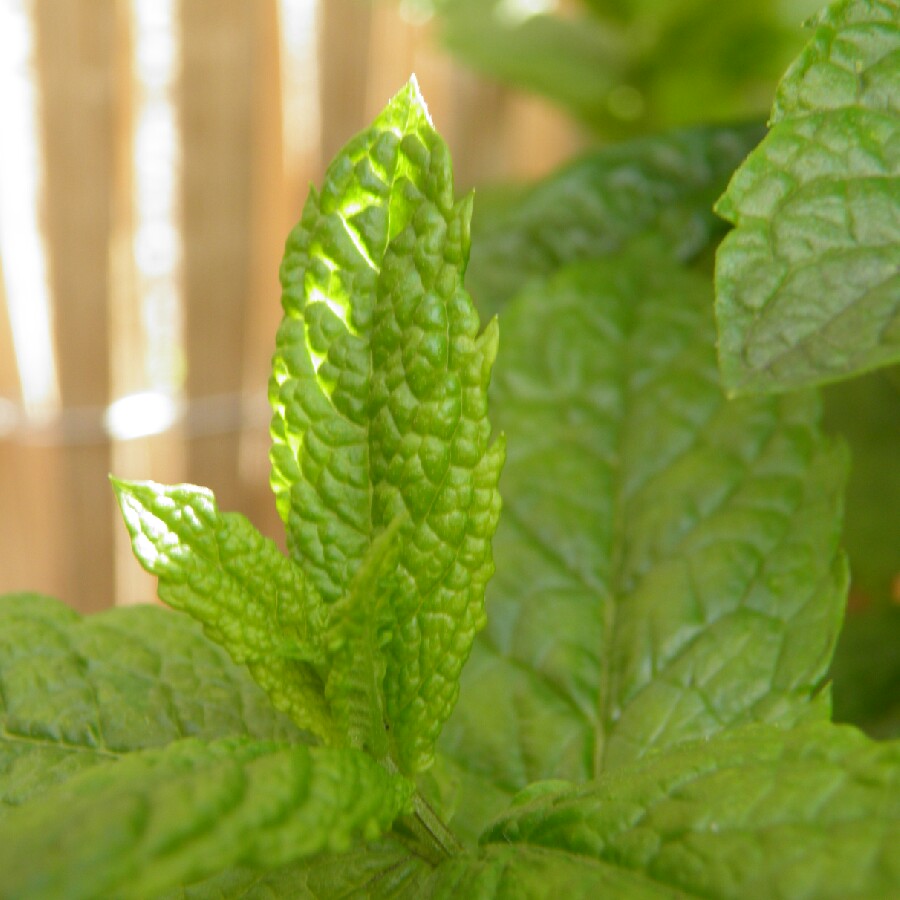 Plant image Mentha spicata var. crispa 'Moroccan'