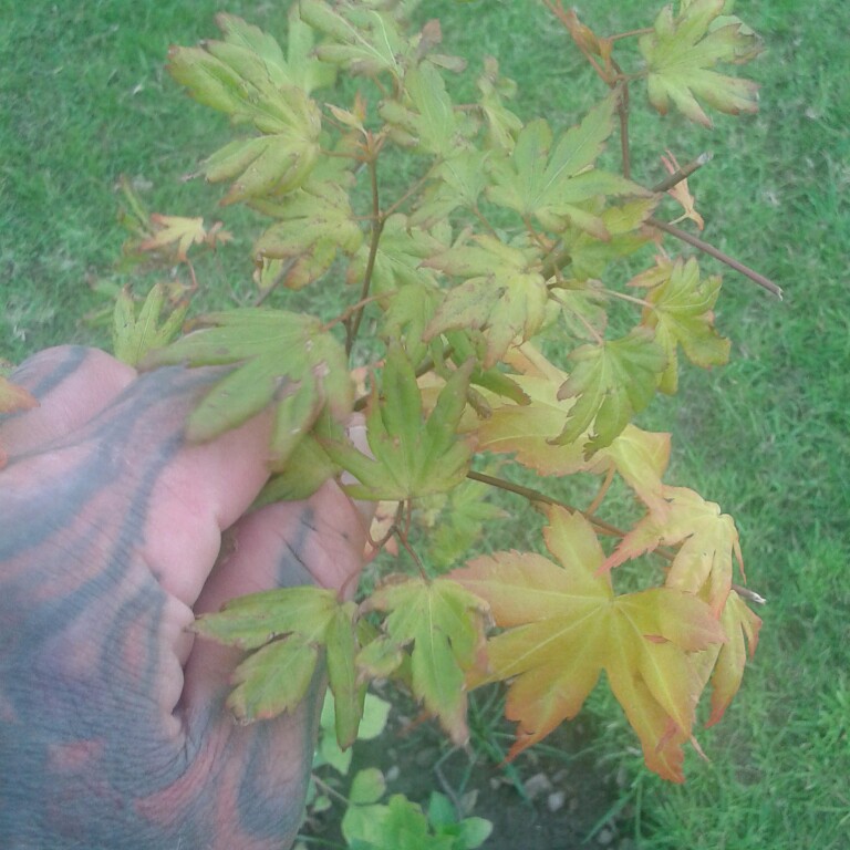 Japanese Maple 'Atropurpureum'