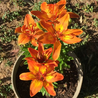 Lilium 'Bright Joy'