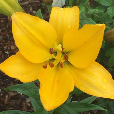 Lilium 'Beau Soleil'