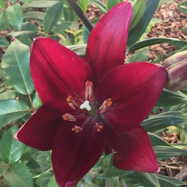 Lilium 'Bourbon Street'