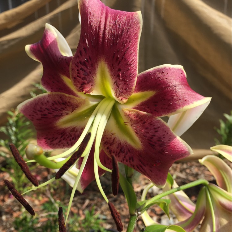 Plant image Lilium 'Scheherazade'