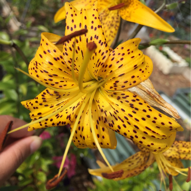 Plant image Lilium leichtlinii