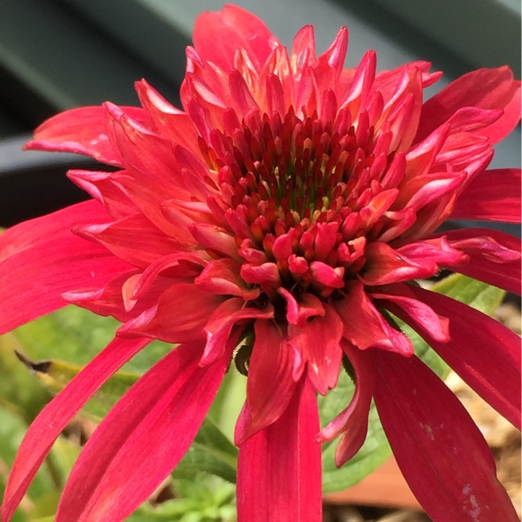 Plant image Echinacea 'Balsceras' (Double Scoop Series) syn. Echinacea 'Double Scoop Raspberry'