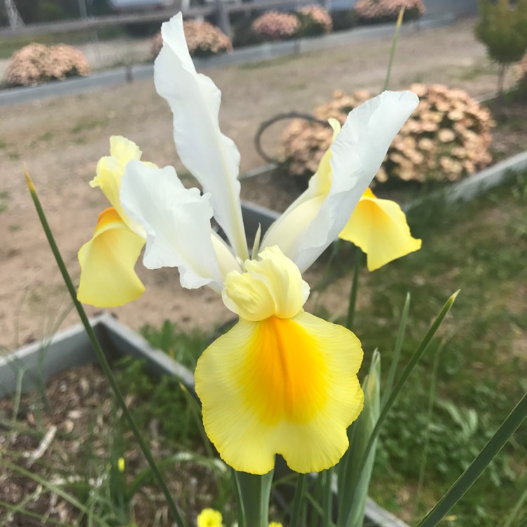 Plant image Iris x hollandica 'Apollo'