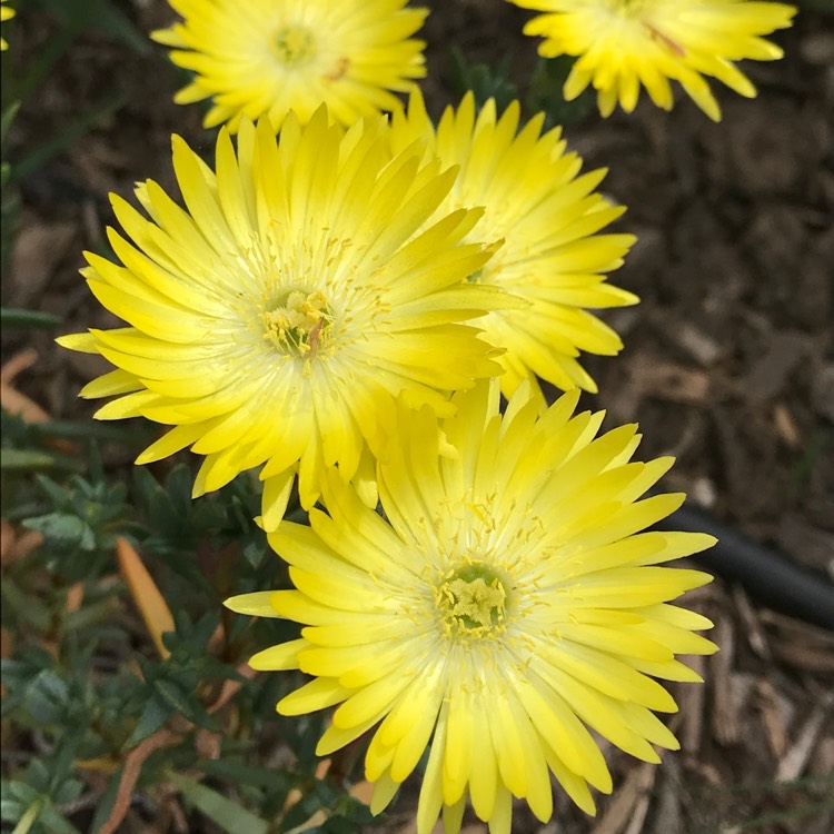 Plant image Mesembryanthemum