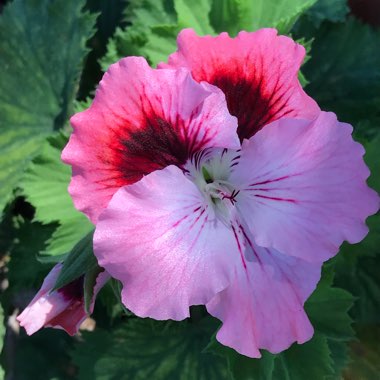 Pelargonium graveolens