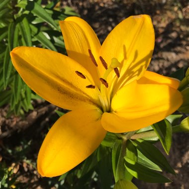 Lilium 'Beau Soleil'