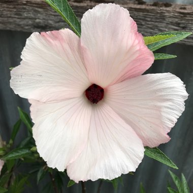 Native Hibiscus