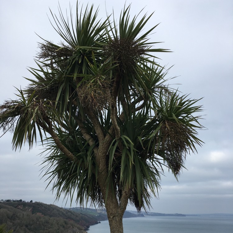 Plant image Phoenix dactylifera