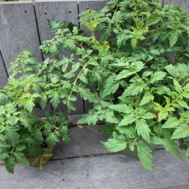 Solanum lycopersicum 'Homestead'