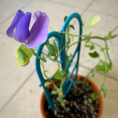 Lathyrus odoratus