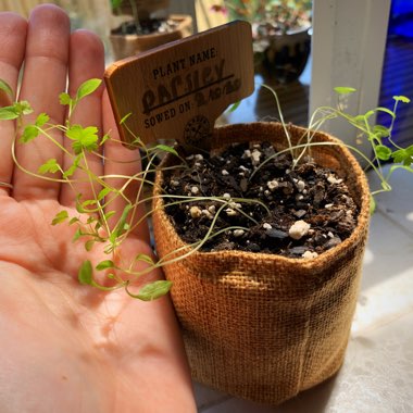 Petroselinum Crispum 'Flat-Leafed'