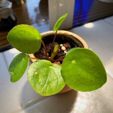 Pilea peperomioides