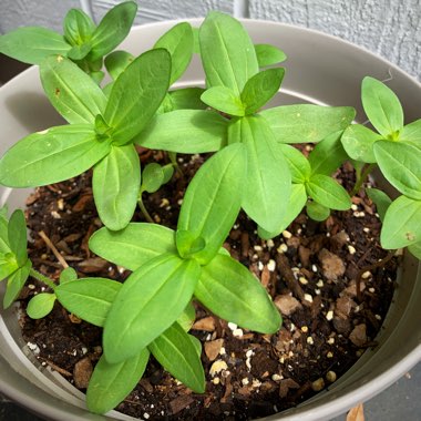 Zinnia elegans