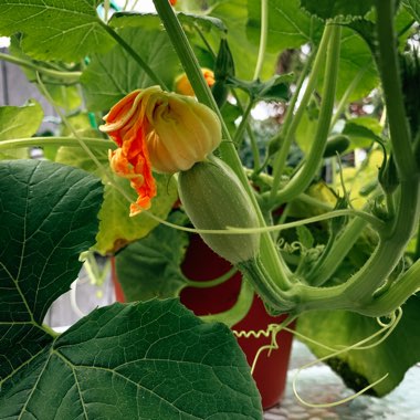 Cucurbita pepo 'Spaghetti'