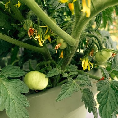 Solanum lycopersicum 'Homestead'