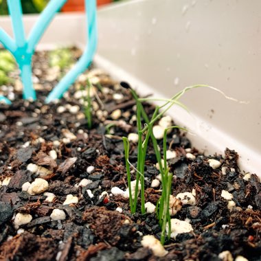 Allium fistulosum 'Evergreen Bunching'