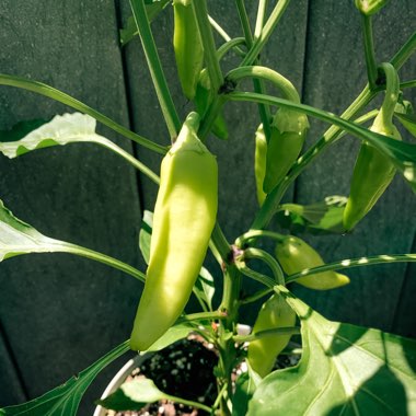 Capsicum 'Sweet Banana'