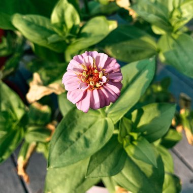 Zinnia elegans