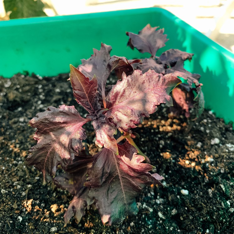 Plant image Ocimum basilicum var. purpurascens 'Purple Ruffles' syn. Ocimum basilicum 'Purple Ruffles'