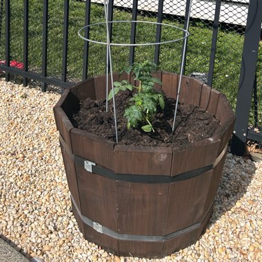 Bush Tomato 'Terenzo' (Cherry Tomato)