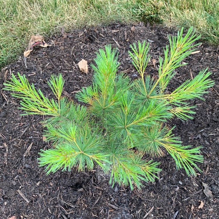 Plant image Pinus strobus