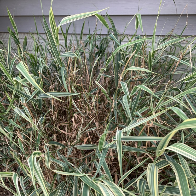 Plant image Phalaris arundinacea var. picta