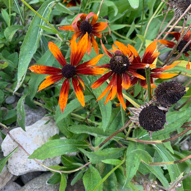 Plant image Rudbeckia triloba 'Prairie Glow'