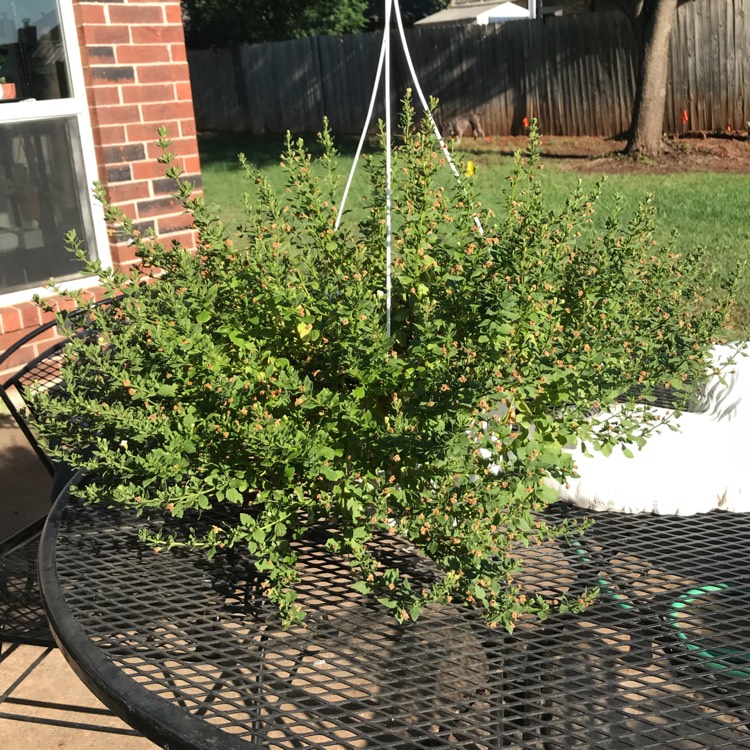 Plant image Bacopa scopia 'Double Ballerina Snowball'