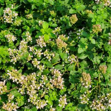 Italian Oregano