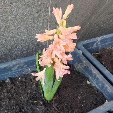 Hyacinth 'Anna Marie'