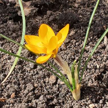 Crocus (Species) Cloth-of-Gold Crocus